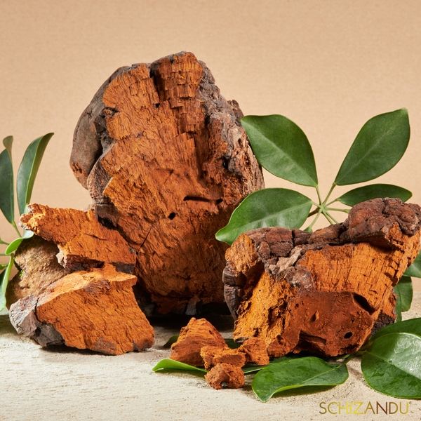 What Are Chaga Mushrooms and Are They Healthy?