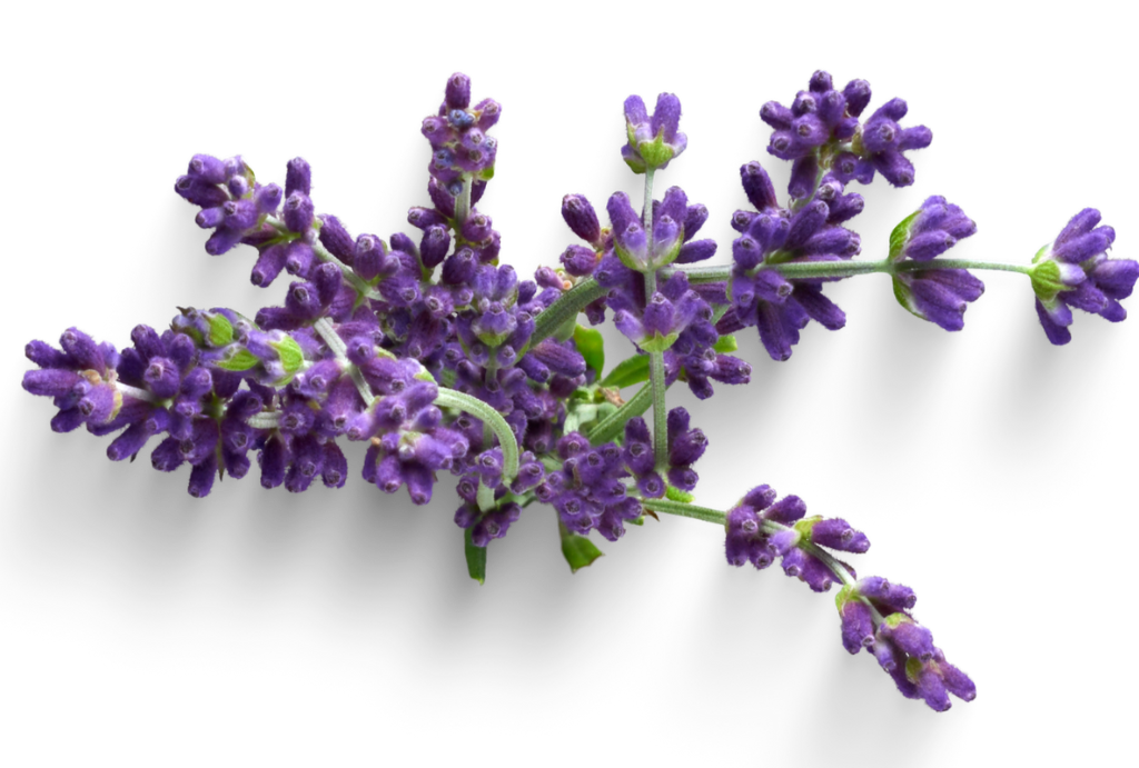 feature-item-8