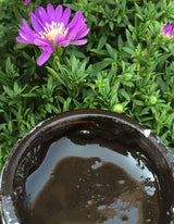 Wildcrafted Moor Mud Mask Prepared in a bowl, Schizandu