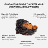 Chaga mushroom with health benefits listed on a white background