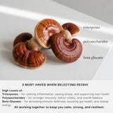 Organic Reishi supplement by Schizandu made from fruiting body extract rich in Beta-Glucans