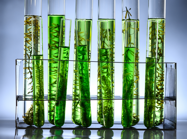 Algae Oil vs. Fish Oil: Which Offers Better Omega-3 Benefits?