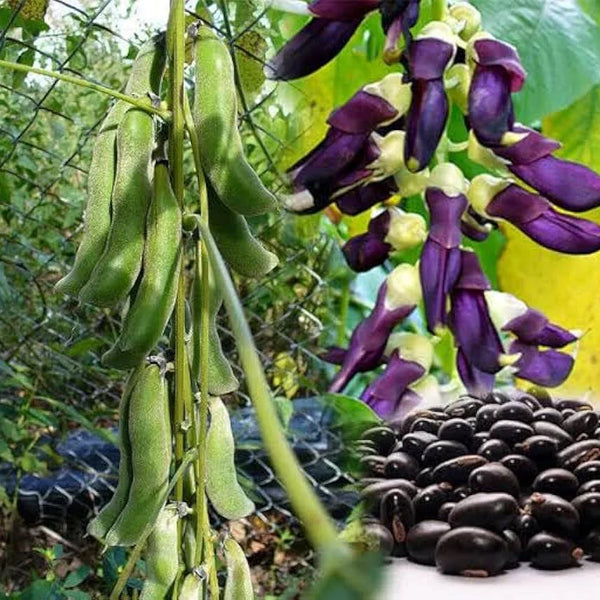 The Amazing Benefits of Mucuna Pruriens: Nature’s Dopamine Bean