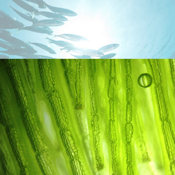 Why Choose Algae over fish oils, Algae and Fish, Schizandu