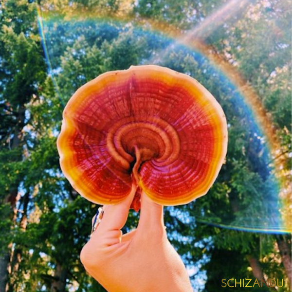 Reishi Mushrooms: Your Natural Solution for Immune Support and Well-Being