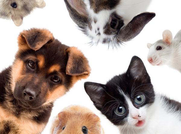 5 Signs Your Pet Needs to Detox and How to Help Naturally