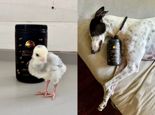 Is It Safe to Detox Your Pet Using Activated Charcoal? A Comprehensive Guide to Pet Health