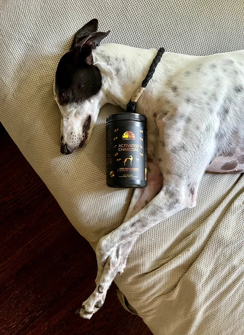 A dog laying next to the product Activated Charcoal for greyhounds and their friends, Schizandu
