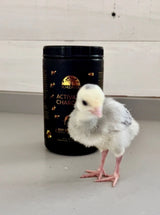 A chick with the product Activated Charcoal for greyhounds and their friends, Schizandu