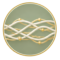 Connective Tissue and Mobility Support