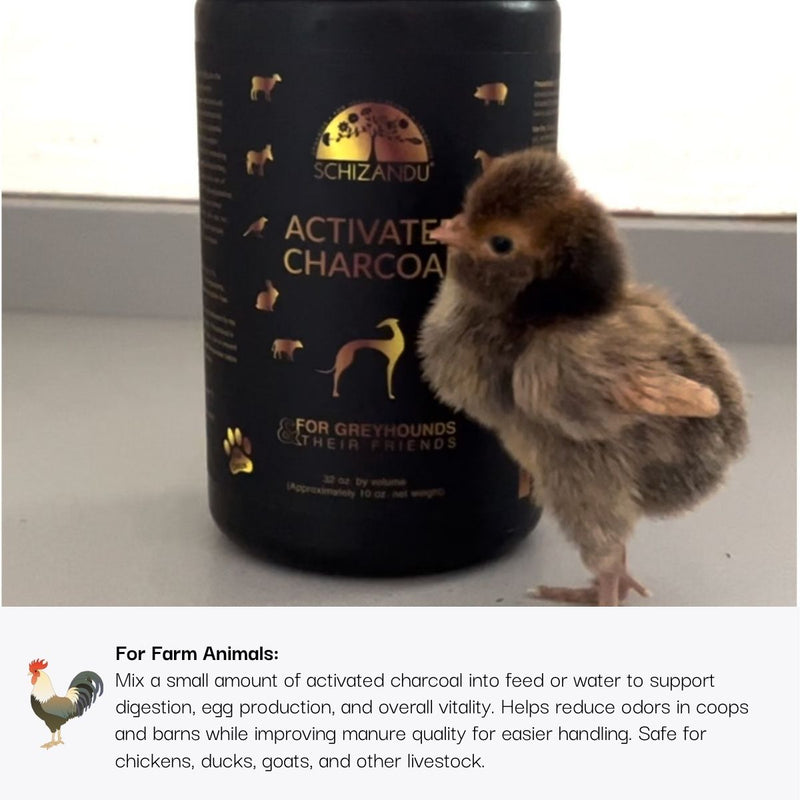 Small chicken standing next to a bottle of Schizandu Activated Charcoal for greyhounds.