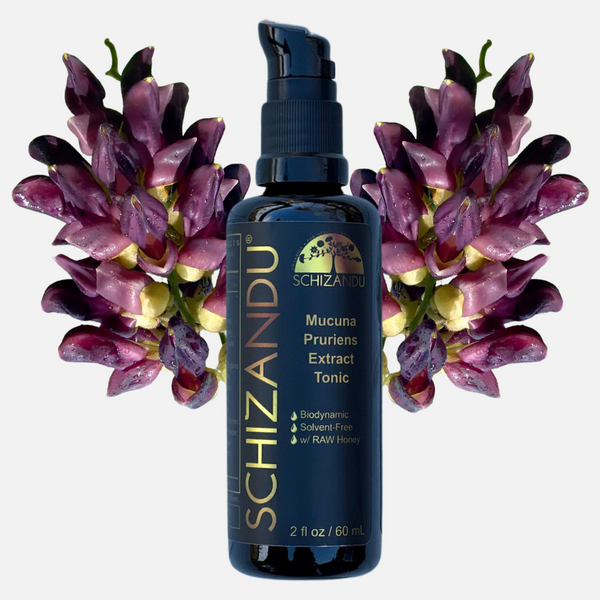 Schizandu bottle with mucuna pruriens extract tonic surrounded by purple flowers on a white background