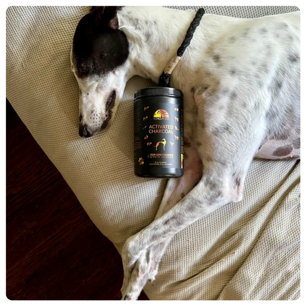 A black jar of dog supplements labeled 'Activated Charcoal' placed on the back of a sleeping white and black spotted dog lying on a beige blanket.