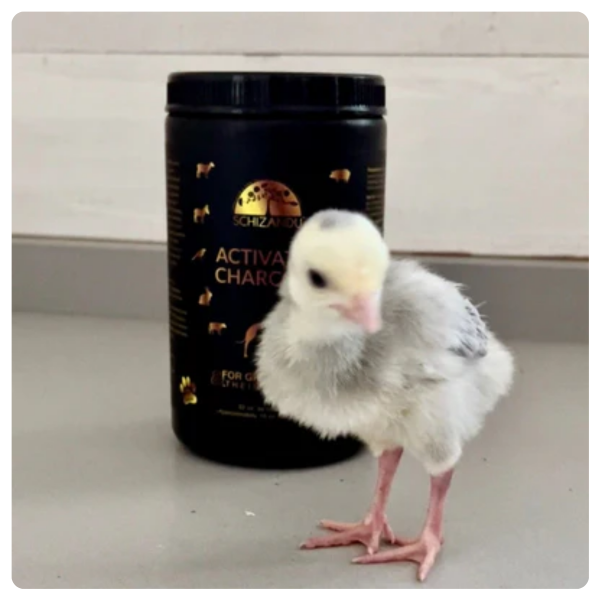 A small fluffy white and gray baby chick standing in front of a black plastic jar labeled 'Schwartzuck Activated Charcoal' on a gray surface.
