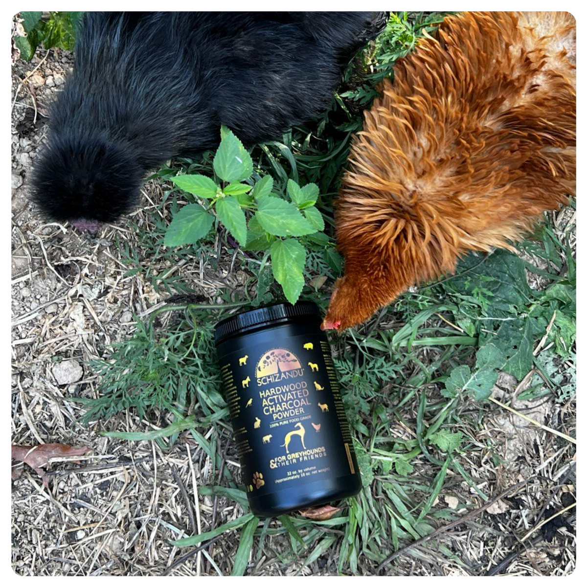 A black plastic tub of Chicken Rescue Organic Layer Feed Supplement lies on the ground between two chickens, one black and one brown, with green plants and dirt around it.