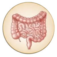 Digestive and elimination support
