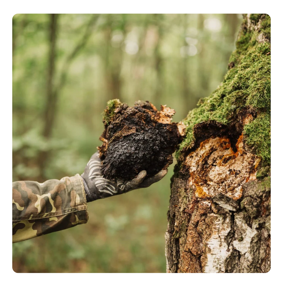 A gloved hand holding a clump of dark, decomposed organic mulch or bark amendment next to a mossy tree trunk in a forest setting.