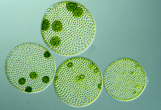 Microalgae as a natural source of omega-3 fatty acids and DHA