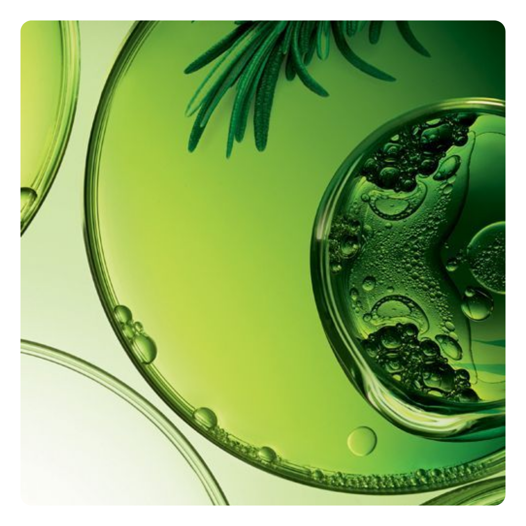 A close-up artistic shot of translucent green liquid in round glass vessels with water droplets and a green rosemary sprig, set against a pale green background.