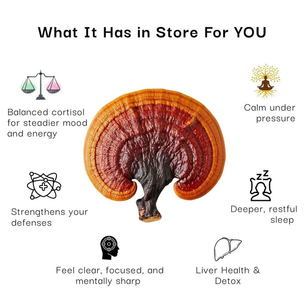 Illustration of a reishi mushroom with health benefits listed on a white background