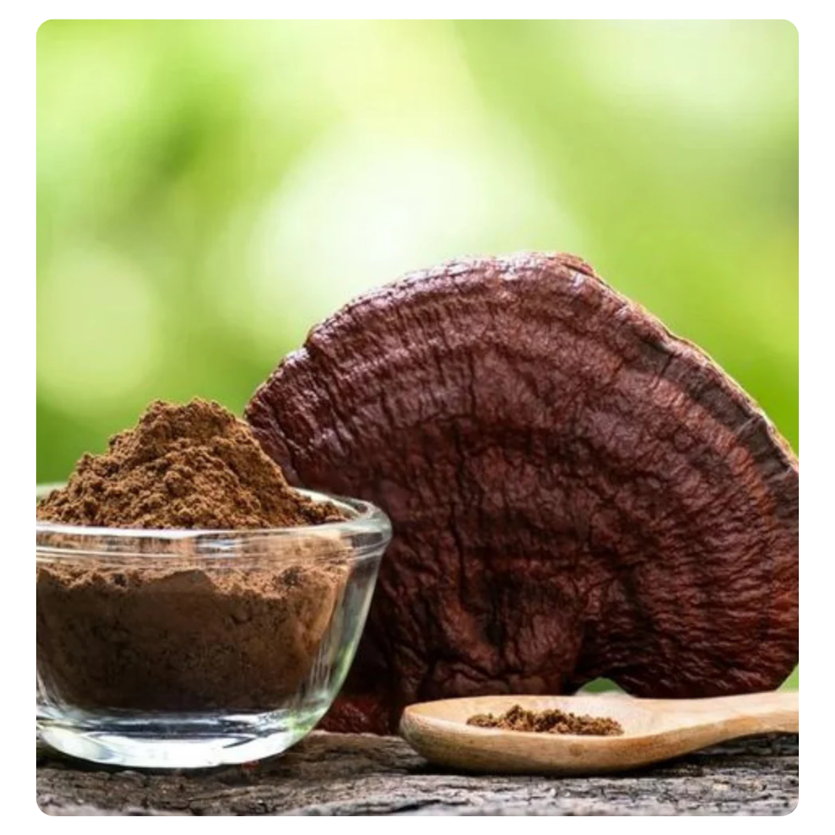 A large dark brown shelf mushroom with its ground powder shown in a small glass bowl and on a wooden spoon, set against a soft green blurred background.