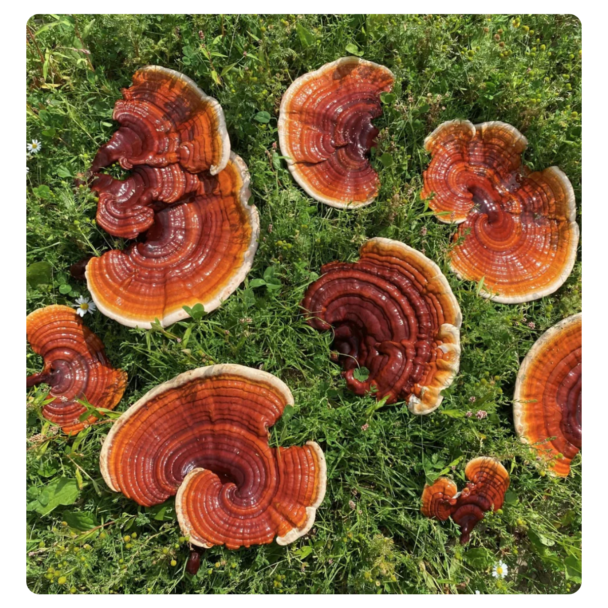 Schizandu Organics Reishi Mushroom Extract